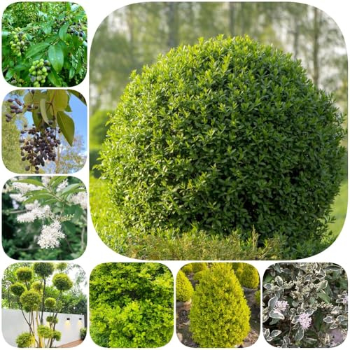 Semi di siepe di ligustro, da balcone per luoghi soleggiati per giardinieri raro arbusti fioriti, resistenti vecchie varietà esotico giardino arbusti 500pcs