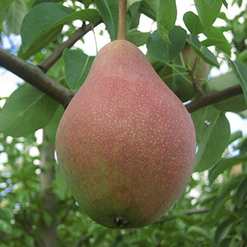 Clapps Liebling, Sommerbirne, Halbstamm, süß würzig, ca. 150-170 cm, 9,5 Liter Topf, Unterlage Slg.