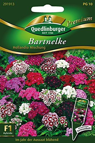 Bartnelken Hollandia Mischung von Quedlinburger Saatgut