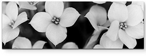 Paul Sinus Art Schwarz-Weiße Blüten - Panoramabild auf Leinwand in 150x50cm