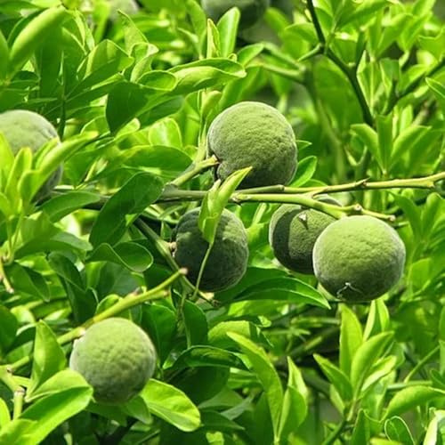 Semi di arancio amaro, semi rari Poncirus trifoliata, fresca da nani resistenti giardino di serre da balcone resistenti per il giardino 50pcs