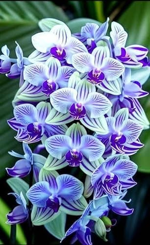 Eccellente Rizoma Di Cymbidium Orchidea, Resistenti Al Freddo E Alla Siccità, Facile Da Coltivare, Adatto A Primavera E Autunno-3 Rizoma-E