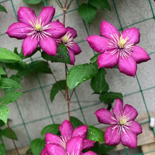 clematis rhizome - winterharte kübelpflanzen winterharte garten balkonblumen garten zimmerbonsai wildblumen balkonblumen balkon züchten gartenblumen herbstpflanzen winterhart blühend 2zwiebeln