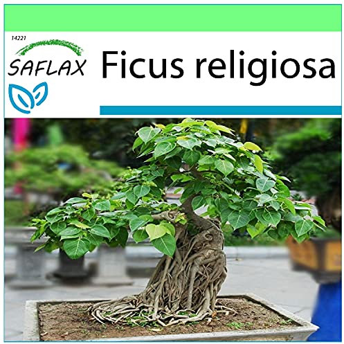 SAFLAX - Bonsai - Buddha-Feige/Bodhi-Baum - 100 Samen - Ficus religiosa
