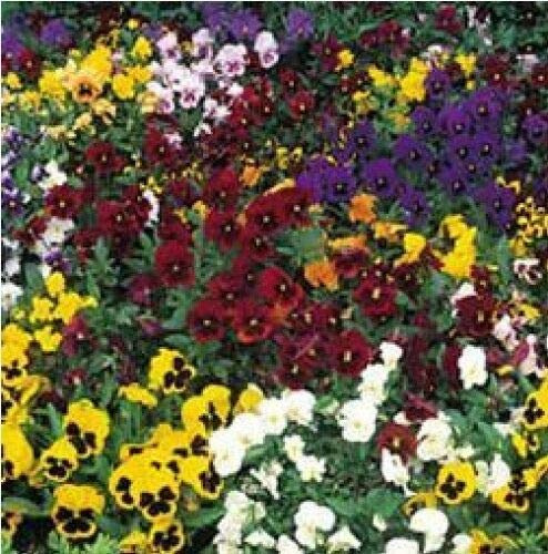 Approx 100 Seeds of Flower Pansy Winter Flowering Mixed
