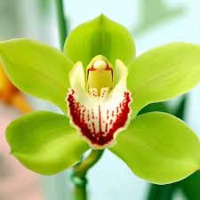 Neue Cymbidium Blumensamen 30St