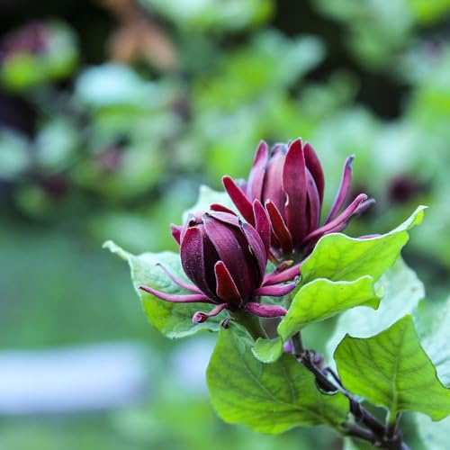 Vivai le Georgiche - Pianta vera di Calycanthus floridus - vaso Ø 15 cm