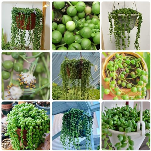 Semi di Senecio rowleyanus, da balcone sono da decorazione murale semi di d'appartamento semi 500pcs