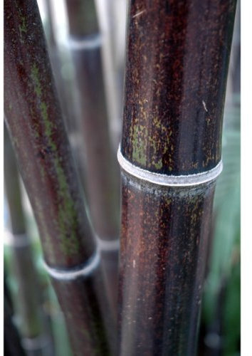 Black Bamboo Plants, Bamboo Nigra, Black stemmed Bamboo Plants, Phyllostachys nigra 6-7ft 10 Litre Pot Grown by WorldGardenPlants