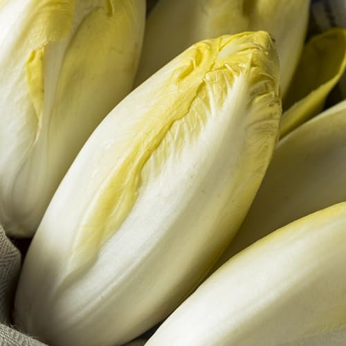 PREMIER SEEDS DIRECT - Chicory - DI Bruxelles - 5 GRAM ~ Approx 3400 Seeds