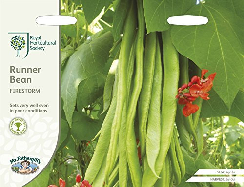 Mr Fothergills - Vegetable - RHS Runner Bean Firestorm - 40 Seeds