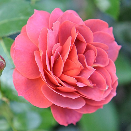 Heirloom Roses Rose Plant - Hot Cocoa™ Orange Floribunda Rose Bush, Floribunda Live Plant for Planting Outdoors