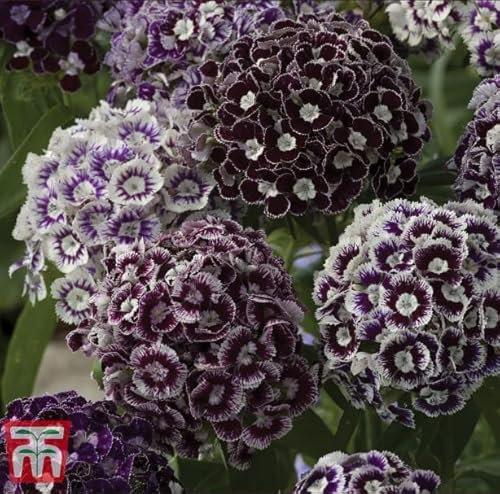 Dianthus barbatus 'Purple Crown' Scented Sweet William Hardy Short-Lived Perennial Annual Easy to Grow Your Own Garden Flower Plants 1x Pack Seed (Approx. 150 Seeds) by Thompson and Morgan
