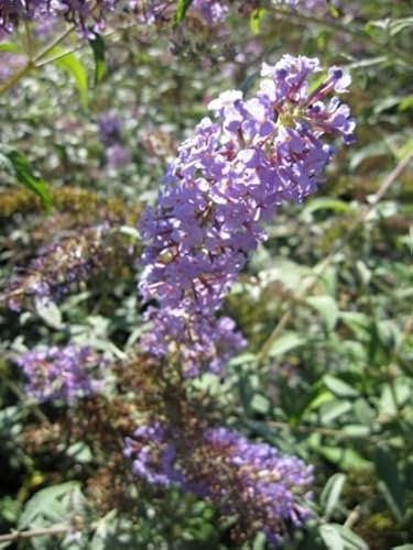 Sommerflieder Ecolonia - Buddleja davidii - Schmetterlingsflieder - 60-80