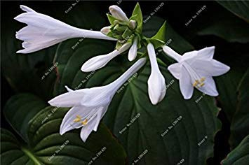 Exotische Hosta Pflanzensamen Vier Jahreszeiten Blume Perennial Gemischte Plantain-Lilien-Blumen-Bodendecke Blumensamen Gartenbedarf 50 pezzi 15