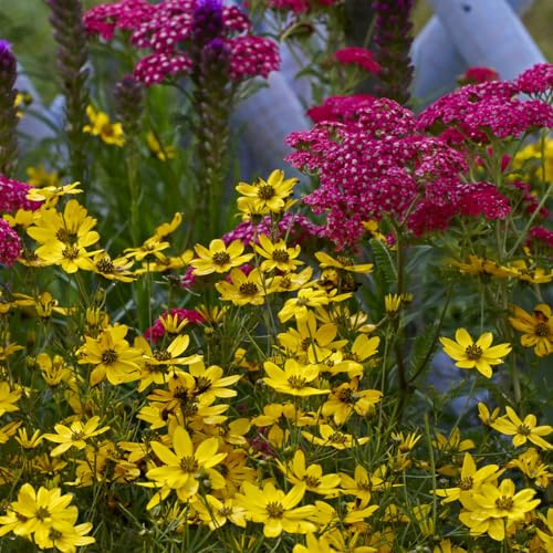 Bloomique - 3er - Set - Schafgarbe 'Cerise Queen' - Reichblühend - Winterhart - Mehrjährig - Bodendecker - Höhe 10-20 cm - Topf 9 cm