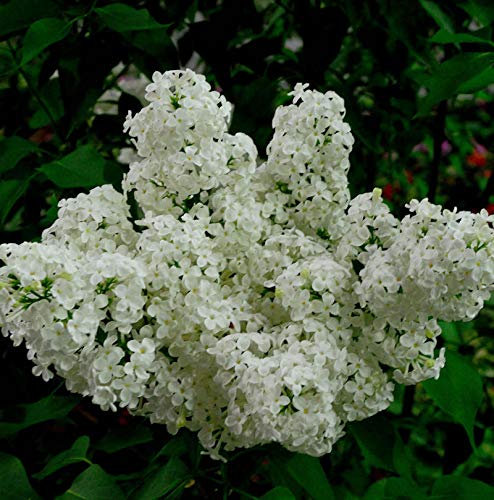 Edelflieder Schneekönigin - Kircher-Collection 40-60cm - Syringa vulgaris