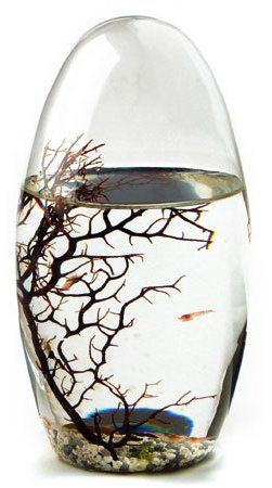 EcoSphere - Miniaquarium aus der NASA Weltraumforschung - handgefertigtes, geschlossenes Ökosystem mit Garnelen - Made in Germany (13cm Oval)