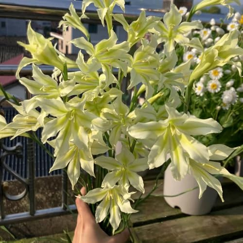bulbi resistenti alla gladiola - invernale, per giardini rocciosi di tappezzante 8pcs
