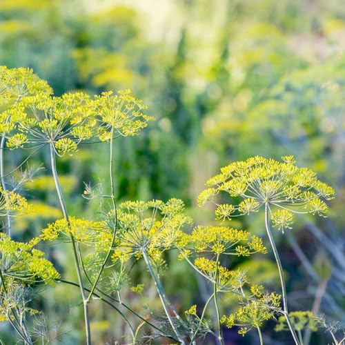 semi di aneto - primaverili biologiche interno varietà antiche orticole raro in aiuole rialzate 300pcs