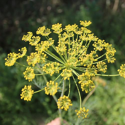 Semi di aneto - prodotti sostenibili verdi biologiche resistenti per giardini rocciosi semi di giardino raro esotico 250pcs