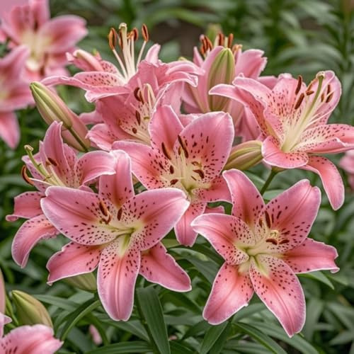 Gigli, rizomi di gigli resistenti, rizomi perenni da giardino, piantagioni di gigli rari da giardino-4 rizomi-c