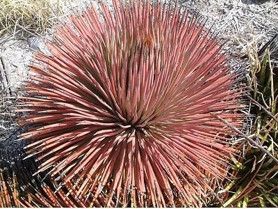 Semi Di Agave Rossa Ed Esotica Stricta Rubra Agave Rossa Edgehog Confezione Da 100 Semi