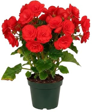 Planta Natural Begonia Rieger Roja Begonia Hiemalis DECOALIVE en Maceta de 14 cm