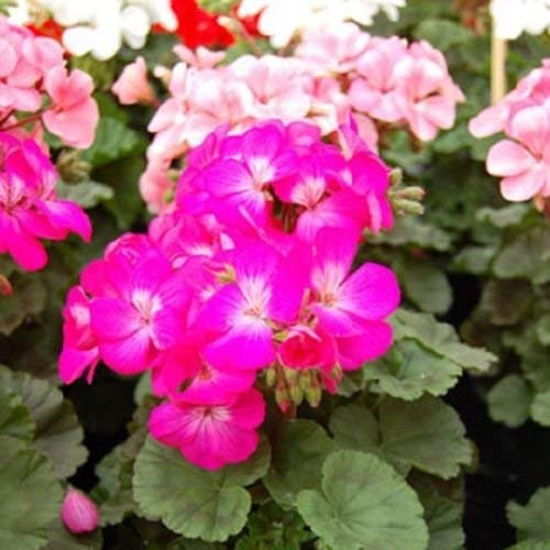 15 Semi di geranio Logro Nano Deep Rose Pelargonium