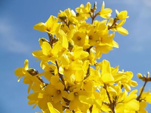 Forsythia x intermedia 'Lynwood' – Pianta Ornamentale a Fioritura Gialla Oro, Arbusto a Foglia Caduca H Fino a 3 m, in Vaso 18 cm – FOTO REALI