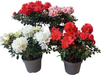 Lote de Azaleas Naturales (x4) Ideal para Decorar Espacios Interiores o Exteriores