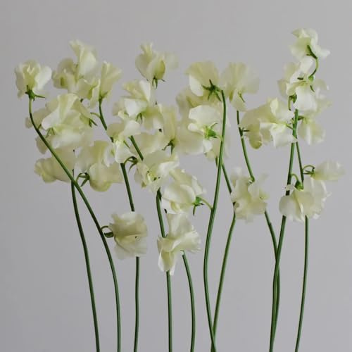wicken, edelwicke, wiesenblumen blumensamen gastgeschenk bienenfreundlich kletterpflanzen bodendecker winterhart mehrjährig 20samen