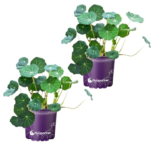 Kapuzinerkresse Tropaeolum majus Kräuterpflanzen 2er Set
