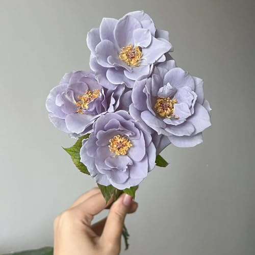 Semillas de rosal trepador, resistente y fragante raras, decoración de sala de estar, resistentes para el jardín de para balcones, 90pcs