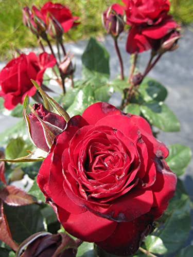 Beetrose Lübecker Rotsporn® - Rosa Lübecker Rotsporn® - Tantau-Rose