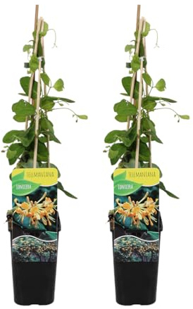 Bloomique - 2er-Set - Lonicera Tellmanniana - Strauchgeißblatt - Orange - Kletterpflanzen - Gartenpflanzen - Winterhart - Topf 15 cm - 70-80 cm hoch