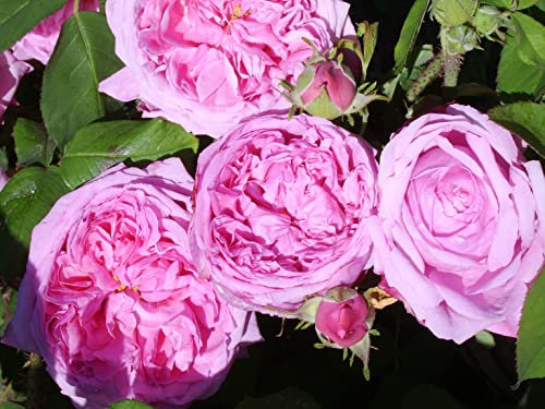 'Comte de Chambord' - Old Fashioned Shrub Rose - Fragrant Pink Flowers - Potted Rose
