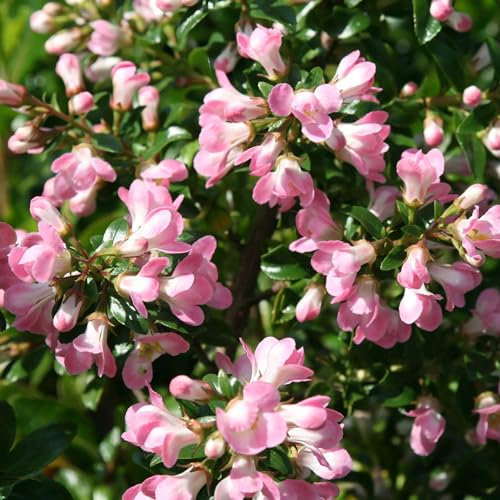 Plant Theory Apple Blossom Escallonia Escallonia Shrub Plant 2L Pot