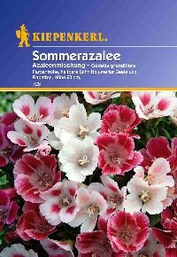 Godetia Azaleen-Mischung von Kiepenkerl