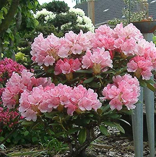 INKARHO - Rhododendron Loreley 25-30cm - Rhododendron yakushimanum - lebende Gartenpflanze aus den Baumschulen
