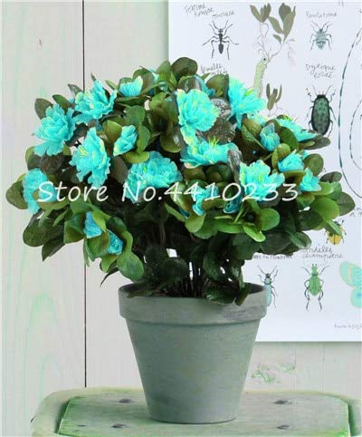 Nouvelles graines de fleurs d'azalée rhododendron pour jardin vert paquet de 100 graines