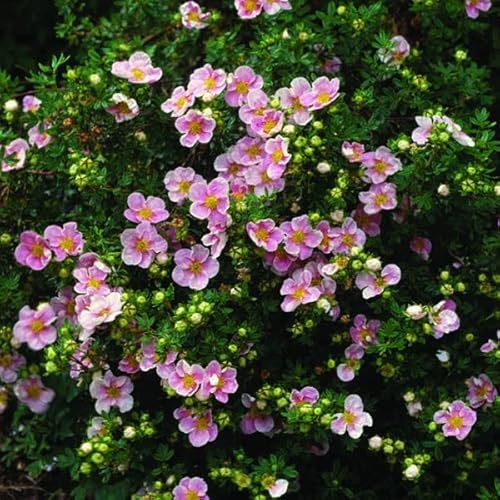 Fingerstrauch 'Lovely Pink' - Potentilla fruticosa 'Lovely Pink' - 25-30 cm Topf - Rosa Blütenstrauch