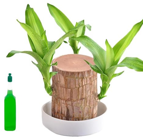 FYKZQWDS Brazilian Wood Plant,Lucky Bamboo Plant Indoor Lucky Bamboo Suitable for Home Office Decoration Interior Decoration Enhanced The Aesthetic Appeal of The Workspace