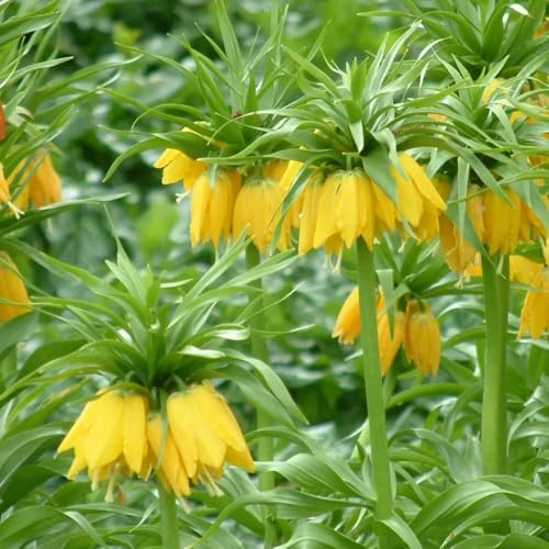 fritillaria Corona imperiale di interior esotico giardino d'ufficio decorazione balconi bulbi perenni resistenti al freddo resistenti 2 pezzi