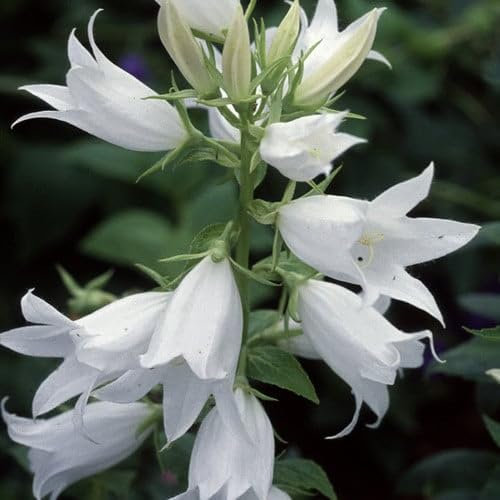 Plant World Seeds - Campanula Latifolia Alba Seeds (Perennial Flower Seeds)