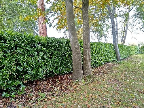 F&G Supplies 25 x Cherry Laurel Hedge Plants 2.5-3ft Tall Multi-stemmed Bushy Bare Root Evergreen Hedging Laurel Plants