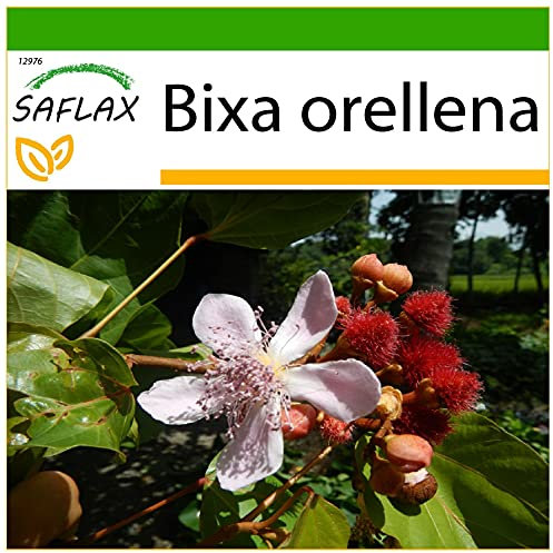 SAFLAX - Lipstick Tree - 20 Seeds - with Soil - Bixa orellena
