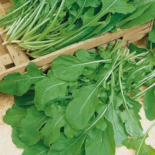 Eden Brothers Arugula Seeds (Organic) - Rocket