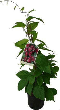 4 x Wu-Wei-Zi Beere Schisandra chinensis Pflanze - selbstfruchtbare Kultursorte