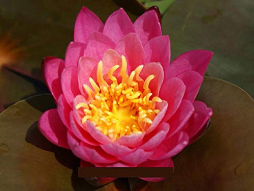 1 Seerose der Sorte Princess Elizabeth, pfirsichrosa für den Teich, Teichpflanzen, Wasserpflanzen